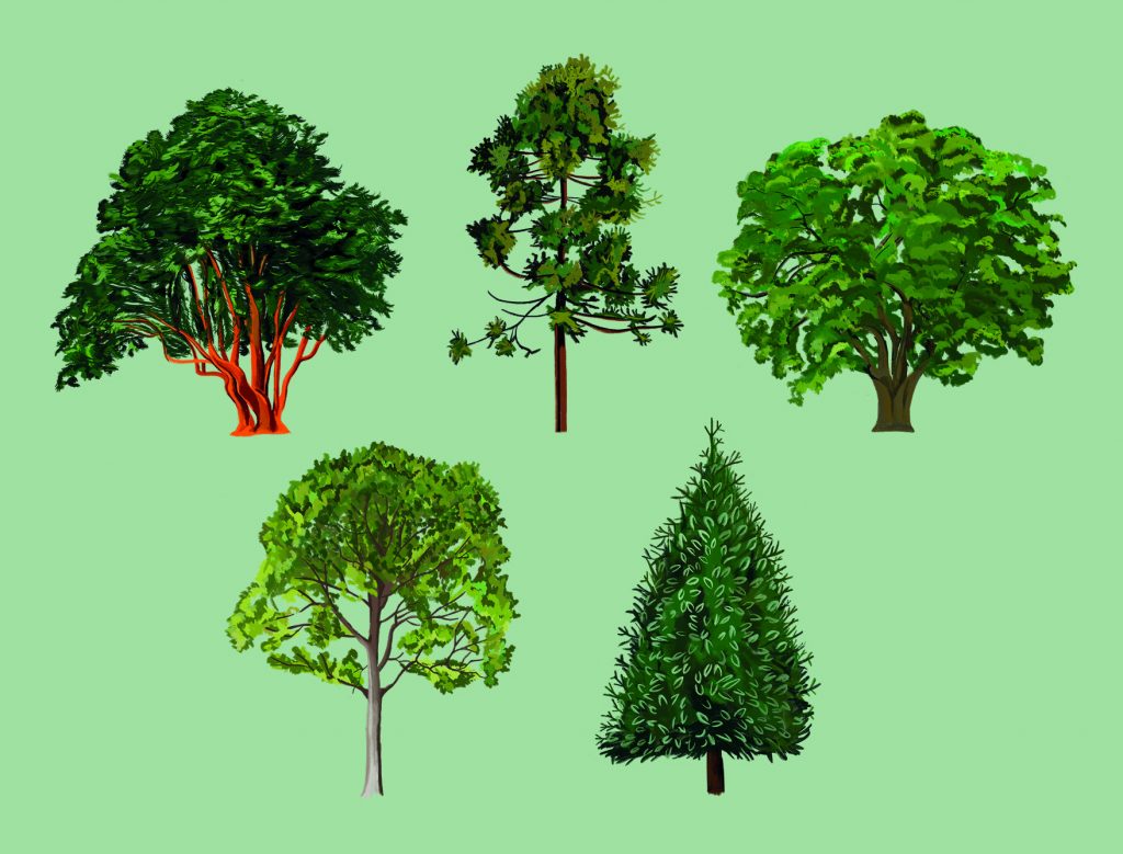 Revista Santiago Nº12: Narrar la naturaleza