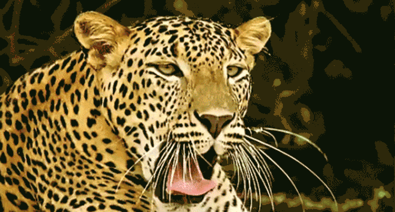 Las Caras del Jaguar: Chile en los 90